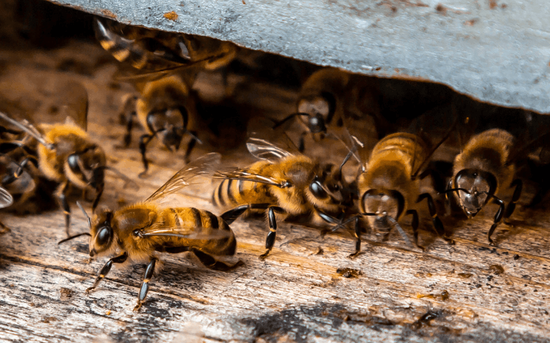 Bees and other flying insect treatment and removal Chandler AZ