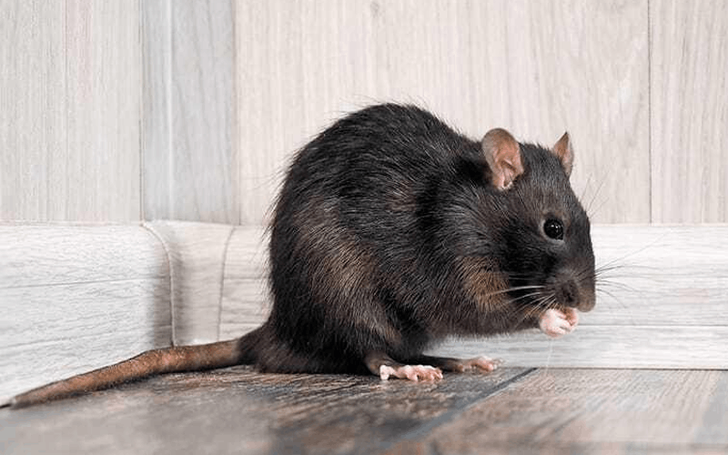 Rodent and pest removal and treatment Gilbert, AZ